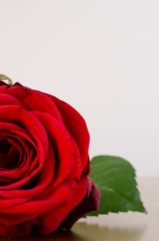 single red rose with space for your text