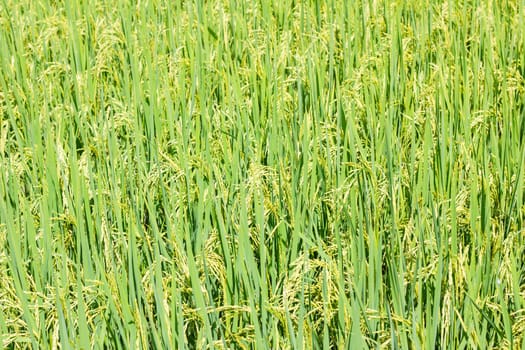 Rice field as background, with shallow depth of field