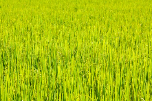 rice field background with shallow depth of field