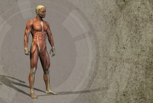 3d render illustration of the muscle - side view