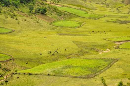 Picturesque aerial view of green fields in Nepal