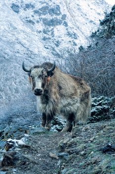 Picturesque view of a yak standing on the frozen ground