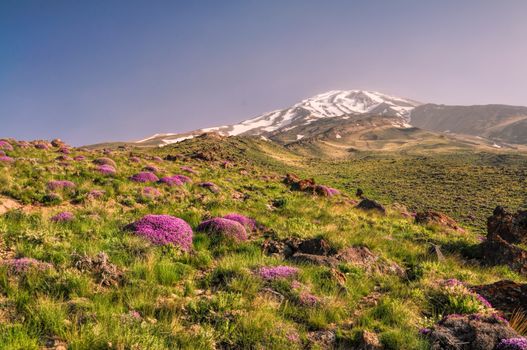 Picturesque green meadow with purple flowers and volcano Damavand in the background, highest peak in Iran