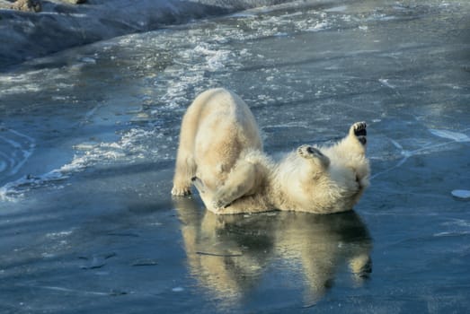 Cute polar bears having fun on ice 