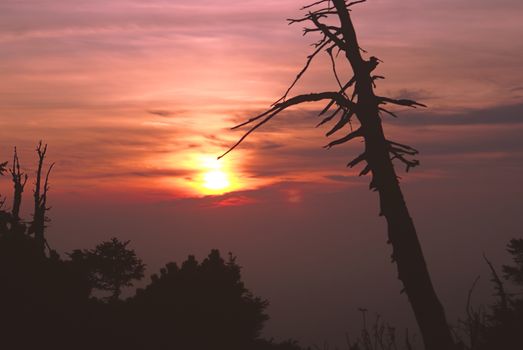 Ghostly dead tree with red sunset