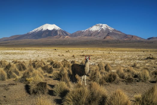Llama in bolivian Sajama national park with picturesque volcanoes Paranicota and Pomerape in the background