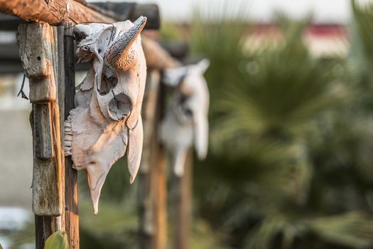 Cow skuls hanging on beams with deep focus