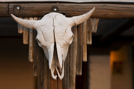 Aged cow skull hanging on wooden post