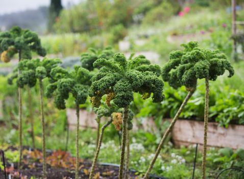 Crop of kale vegetable plants growing in garden