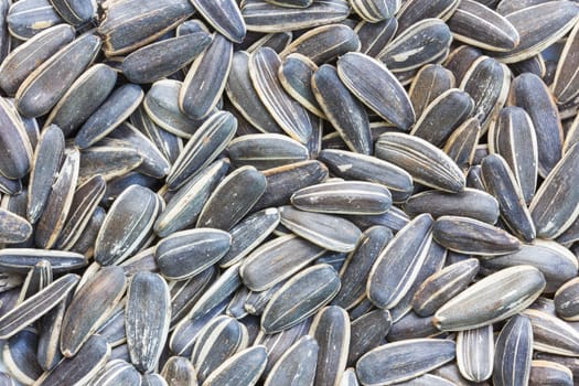 extreme closeup of sunflower seeds.