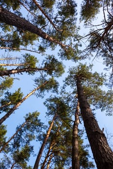 Silhouettes of pine trees against the sky