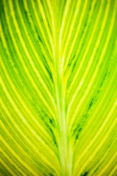 Close up of the striped yellow-light-green leaf in the sunshine.
