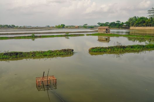 Scenic view of traditional flooded fields in Bangladesh