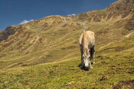 Horse grazing in scenic nepalese countryside