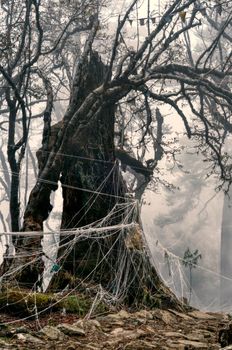 Scary dead tree in misty forest tangled in web