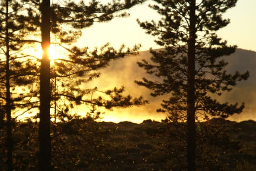 Amazing view of sunlit fog behind tall coniferous trees             