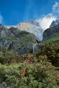 Scenic view of flowering bushes in Torres del Paine national park in south American Andes                   