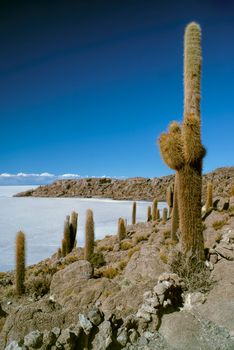 Huge cactuses growing near white salt planes Salar de Uyuni in Bolivia