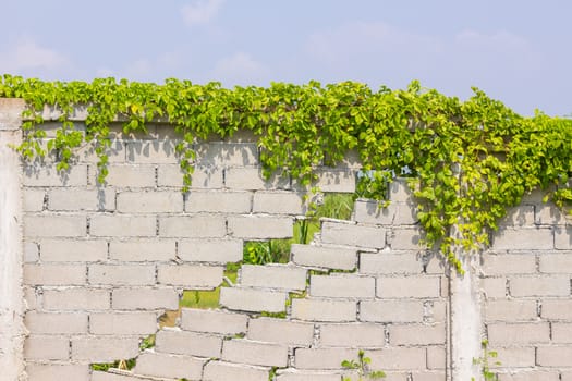 cracked wall with green plants in the background of sky and cloud