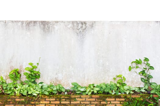 Exterior wall of old white grunge wall with green plants isolated on white background