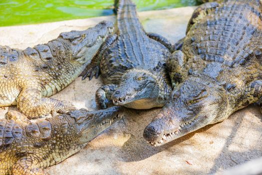 Closeup big crocodiles resting in a crocodiles farm.