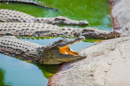 Big crocodiles resting in a crocodiles farm.