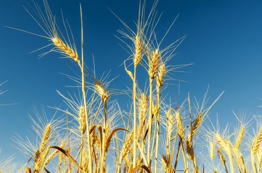golden harvest on field and deep blue sky
