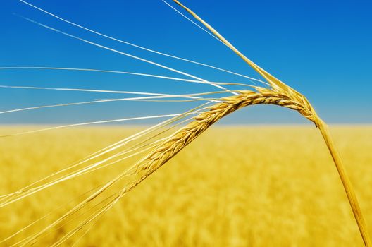 wheat ear close up and yellow field with blue sky like ukrainian flag