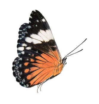 Beautiful black and orange butterfly isolated in white background in flying position 