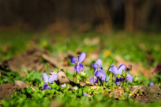 spring ground violets flowers closeup, selective focus