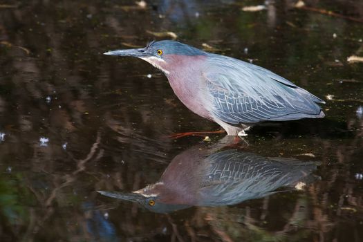 Green Heron (Butorides virescens virescens) fishing for a meal.