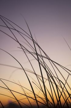 Wild grasses sunset silhouette color photo with sky.