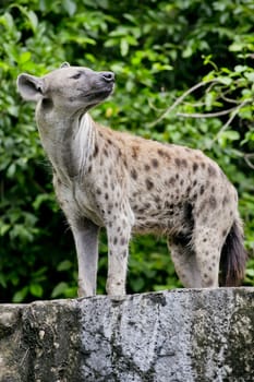 close up of a Hyena