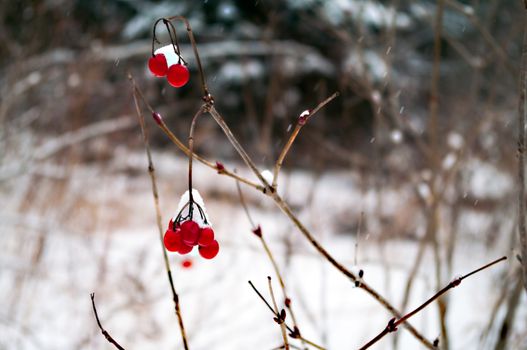 Red Chokeberry in the winter