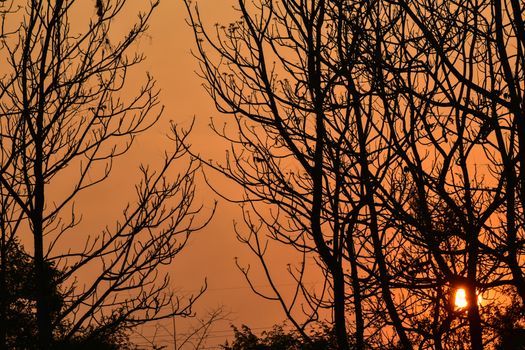 Dead tree in the sunset with a bright orange background