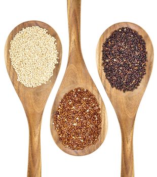 white, red and black quinoa grains on wooden spoons