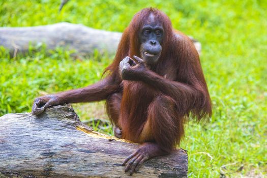 Orangutan in Sumatra, Indonesia