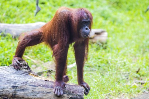 Orangutan in Sumatra, Indonesia