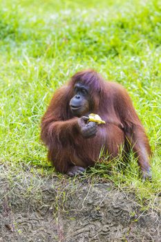 Orangutan in Sumatra, Indonesia