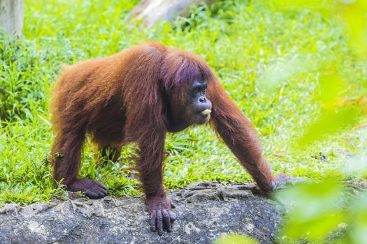 Orangutan in Sumatra, Indonesia