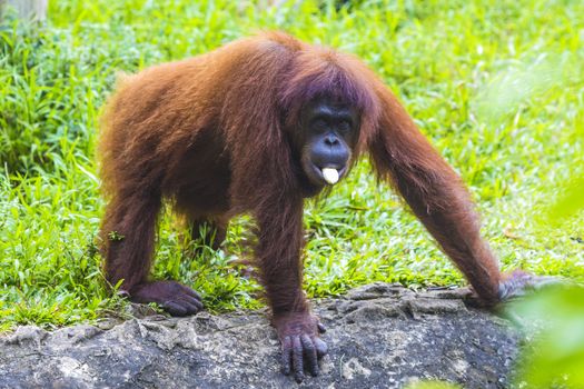 Orangutan in Sumatra, Indonesia