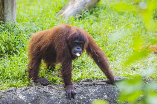 Orangutan in Sumatra, Indonesia