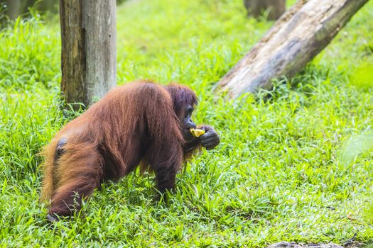 Orangutan in Sumatra, Indonesia