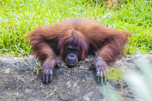 Orangutan in Sumatra, Indonesia