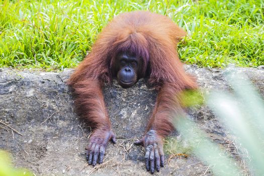 Orangutan in Sumatra, Indonesia