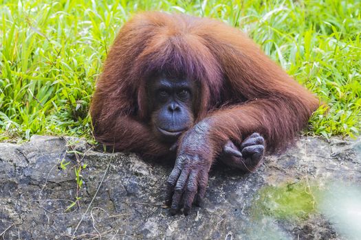 Orangutan in Sumatra, Indonesia