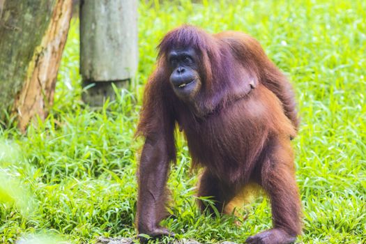 Orangutan in Sumatra, Indonesia
