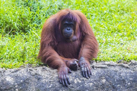 Orangutan in Sumatra, Indonesia