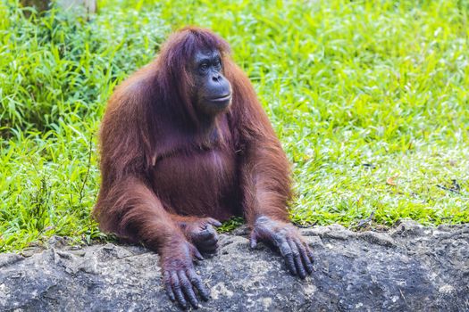 Orangutan in Sumatra, Indonesia