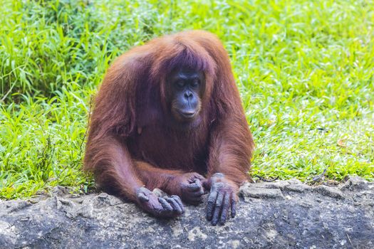 Orangutan in Sumatra, Indonesia